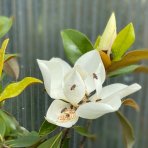 Magnólia veľkokvetá (Magnolia grandiflora) ´GALLISONIENSIS´ - výška 250-300 cm, kont. C180L (-17°C)